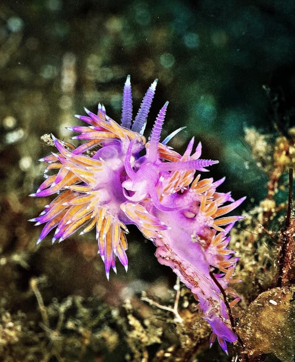 Foto Diving Chia: Flabellina. Pochi centimetri di puro fuoco viola tra le idroidi.