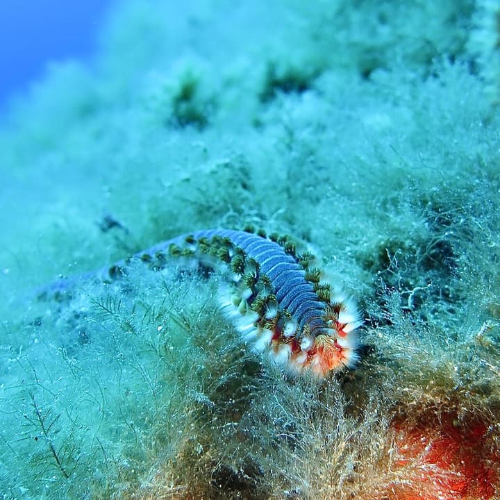 Foto Diving Chia: Vermocane. Bellissimo da fotografare, ma da non toccare assolutamente.