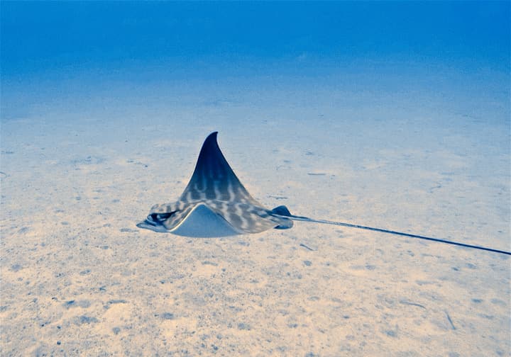 Foto Diving Chia: Decollo. Una mantellina spunta dalla sabbia e ti regala un attimo prima di sparire.
