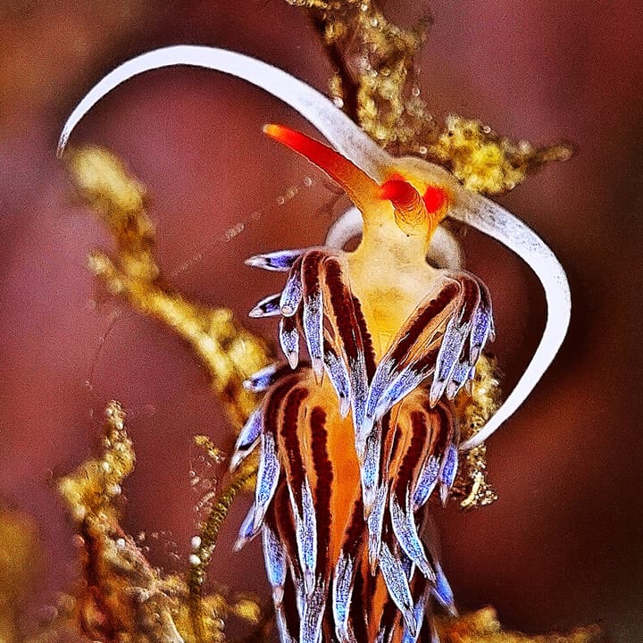 Foto Diving Chia: Cratena peregrina. Le strisce blu fluorescente non sono un filtro: sono vere.