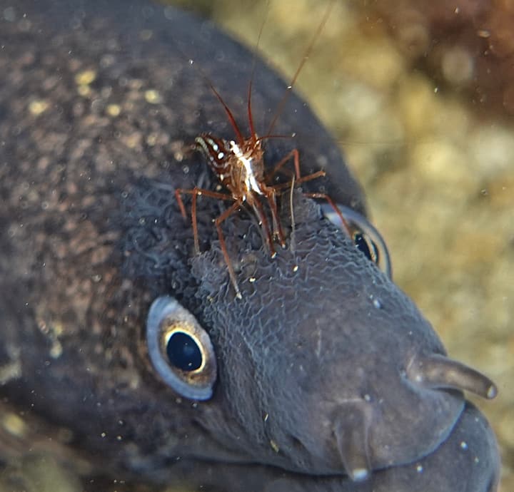 Foto Diving Chia: Simbiosi al lavoro. Il gamberetto-pulitore disinfetta gli occhi della murena.