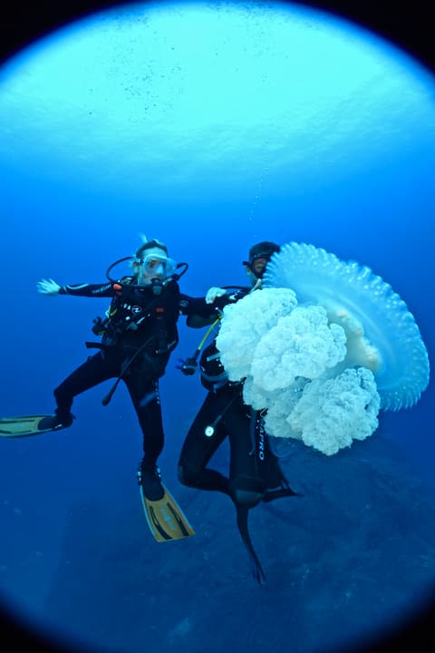 Foto Diving Chia: Faccia a faccia con una Phyllorhiza punctata. Più grande della tua testa, ma del tutto innocua.