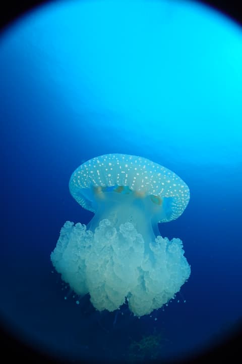 Foto Diving Chia: Medusa fish-eye. Pizzo bianco e cobalto puro, in un'unica inquadratura.