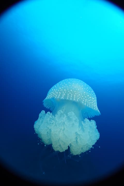 Foto Diving Chia: Lampada vivente. La medusa si offre alla luce e diventa cristallo.