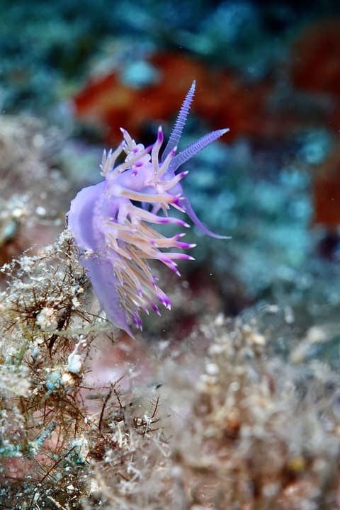 Foto Diving Chia: Sospesa nel niente. Una flabellina che si fa equilibrista su un filo di alga.