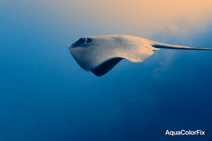 Foto Diving Chia: Tramonto subacqueo. Il trigone attraversa il blu sotto un cielo che si tinge d'arancio.