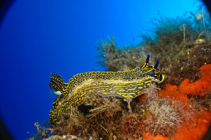 Foto Diving Chia: Felimare giallo-blu. Un graffito vivente sulle spugne rosse di Sardegna.