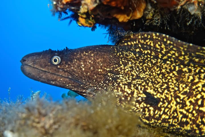 Foto Diving Chia: Murena gialla in primo piano. Il sorriso più sincero del Mediterraneo.