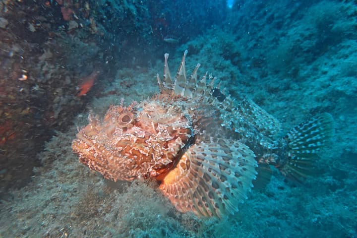 Foto Diving Chia: Un dragone in miniatura. Le pinne aperte, il colore che sembra dipinto a mano.