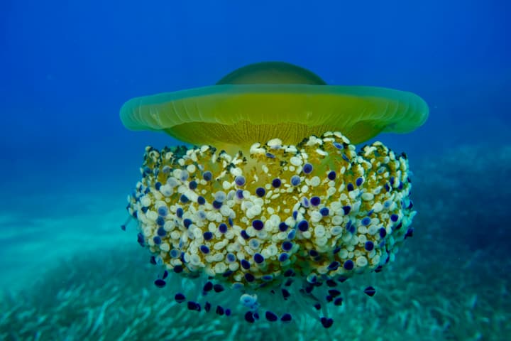 Foto Diving Chia: La medusa cassiopea con i suoi inquilini. Pesciolini che fanno autostop nei tentacoli.