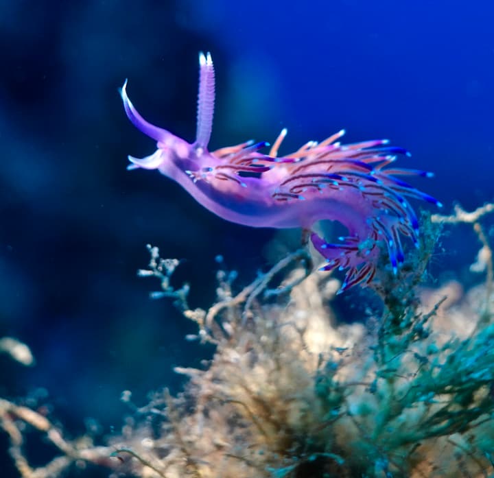 Foto Diving Chia: Il drago dei sub. Una flabellina rosa che sembra danzare nel vuoto.