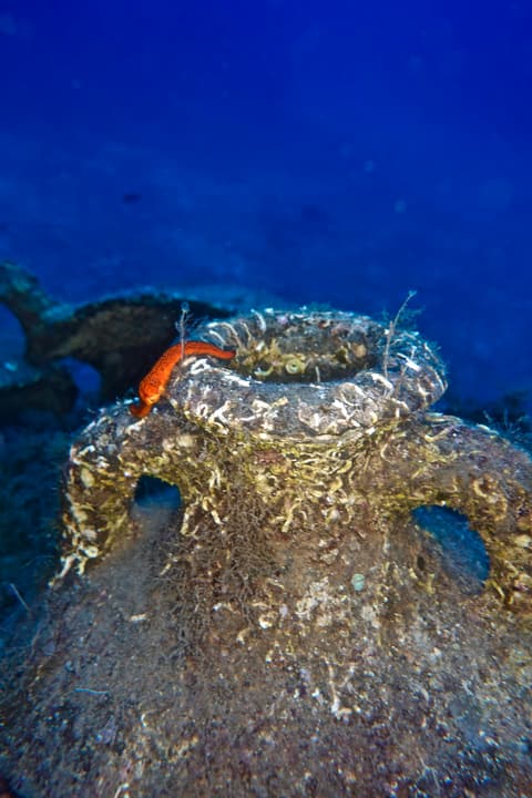 Foto Diving Chia: Anfora e un piccolo abitante rosso. Il passato è un appartamento sempre affittato.