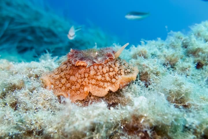 Foto Diving Chia: Un Umbraculum umbraculum beige. Lento, vegetariano, e con due antennine simpaticissime.