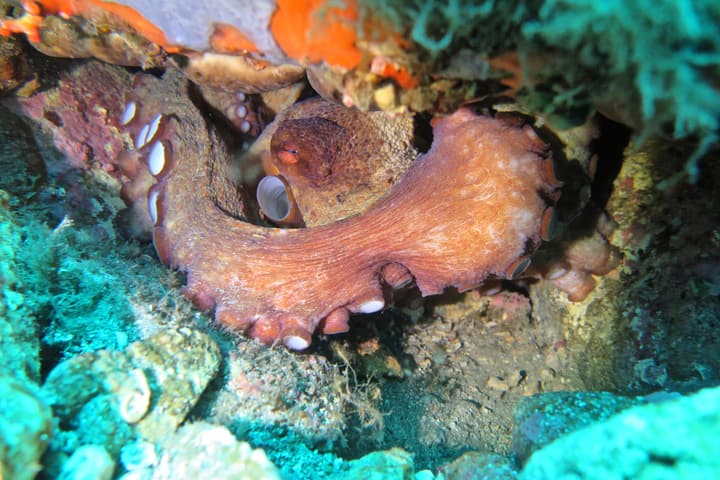 Foto Diving Chia: Mimetismo da maestro. Cercalo: c'è. Solo non te lo aspettavi così vicino.