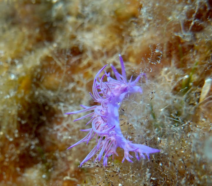 Foto Diving Chia: Macro pura. Quando la pazienza è la tua attrezzatura più importante.