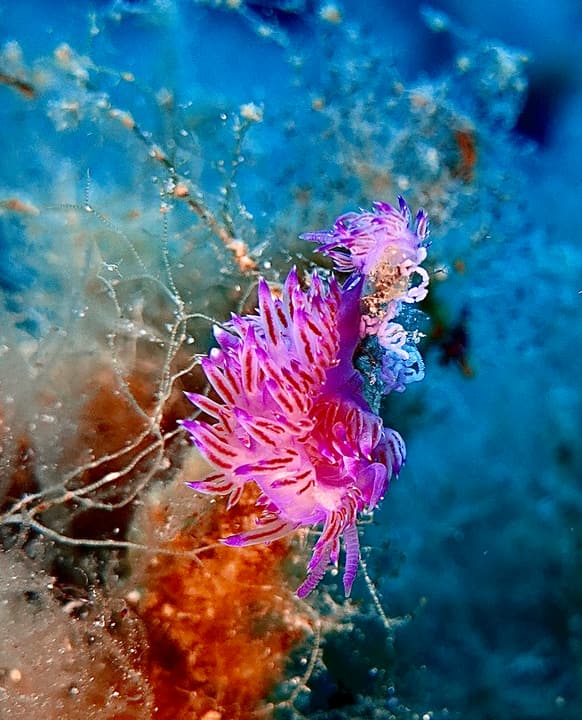 Foto Diving Chia: Pirotecnica nudibranca. Un fuoco d'artificio fisso in mezzo al blu.