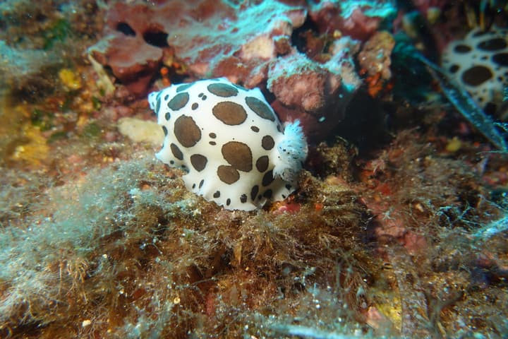 Foto Diving Chia: La discodoride dalmata. Il nudibranco che sembra un cucciolo a pois.