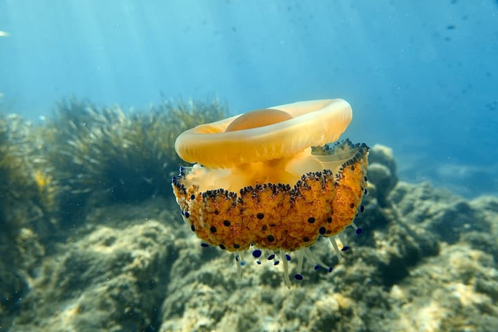 Foto Diving Chia: L'uovo fritto del mare. Soprannome dato dai sub alla Cotylorhiza tuberculata.
