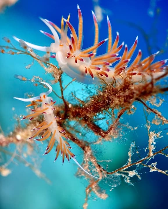 Foto Diving Chia: Due piccoli predatori. Sembrano fragili — eppure mangiano idroidi velenosi senza battere ciglio.