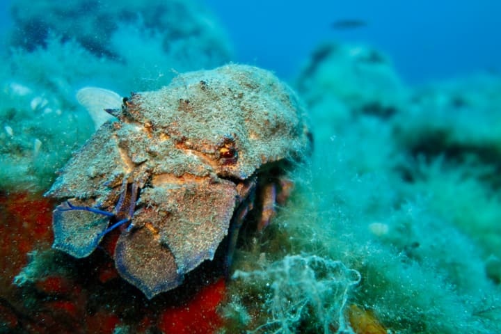 Foto Diving Chia: La cicala di mare. Crostaceo schivo, notturno, e da sempre simbolo dei fondali sardi.